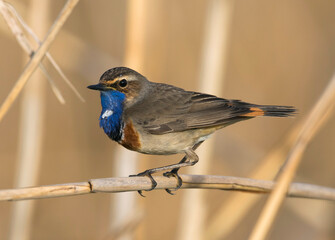 Blauwborst, White-spotted Bluethroat, Cyanecula svecica cyanecula