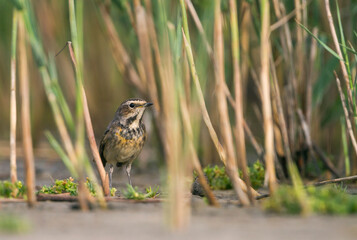 Blauwborst, White-spotted Bluethroat, Cyanecula svecica cyanecula