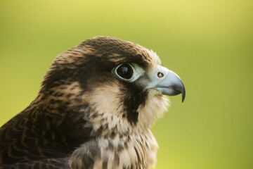 male hybrid peregrine and saker falcon portrait head close up