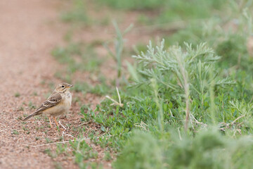 Mongoolse Pieper, Blyth's Pipit, Anthus godlewskii