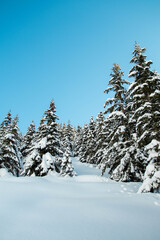 Amazing winter landscape in a snowy pine forest wide shot