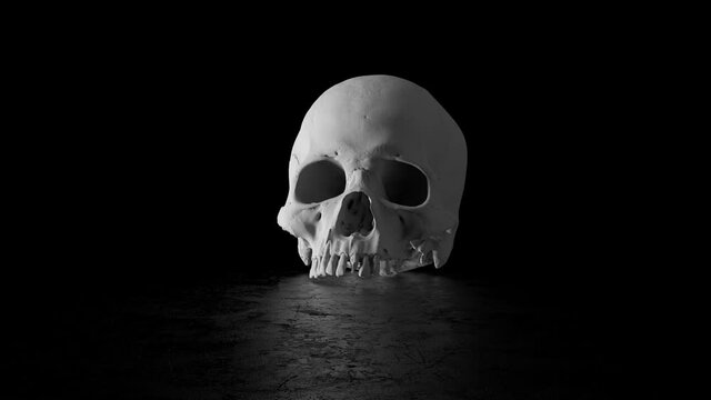 3d render of high detailed skull geometry on reflective floor. 
Camera rotation with light fade in and out. Single cranium.
