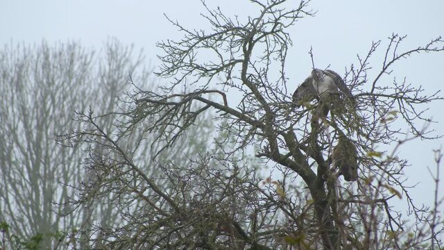 Medium shot of beautiful white hawk on a tree branch. Video 4K