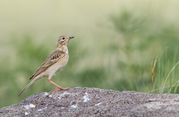 Mongoolse Pieper, Blyth's Pipit, Anthus godlewskii