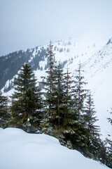 Amazing winter landscape in a snowy pine forest wide shot