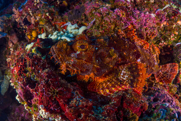 Obraz na płótnie Canvas Beautiful coral reef and wildlife just below liveaboard in Papua New Guinea