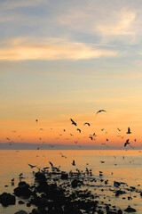 Fototapeta na wymiar Flock of seagulls on the beach and beautiful sunset. Landscape in Split, Croatia.