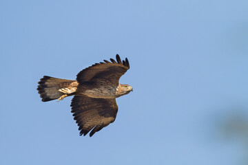 Bonelli's Eagle, Havikarend, Aquila fasciata