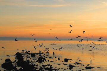 Flock of seagulls on the beach and beautiful sunset. Landscape in Split, Croatia.
