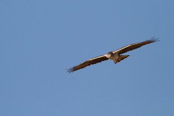 Bonelli's Eagle, Havikarend, Aquila fasciata