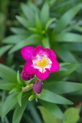 Purple freesia, fragrant garden plant,  herbaceous perennial flowering plants in the family...