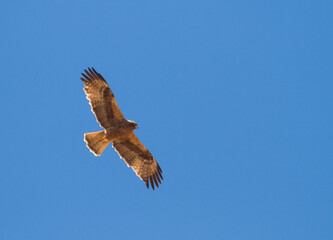 Dwergarend, Booted Eagle, Hieraaetus pennatus