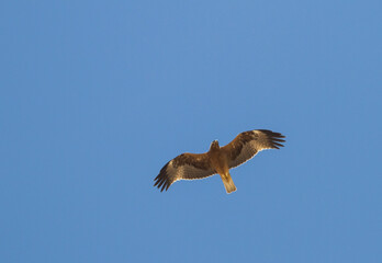 Booted Eagle; Hieraaetus pennatus;