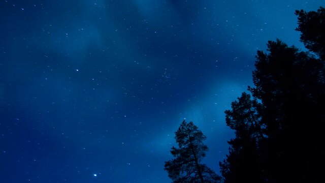 ZOOM OUT, The Aurora Borealis over a silhouetted forest