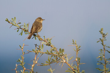 Kleine Spotvogel, Booted Warbler, Iduna caligata
