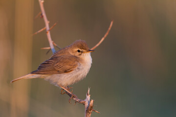 Kleine Spotvogel, Booted Warbler, Iduna caligata