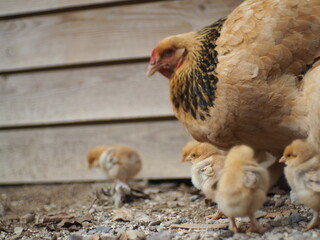 la poule et le poussin 