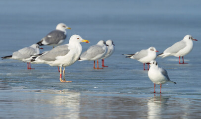 Pontische Meeuw, Caspian Gull, Larus cachinnans