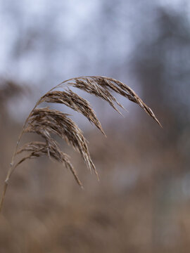 blade of grass
