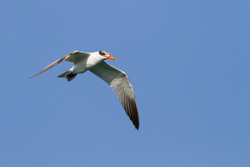 Reuzenstern; Caspian Tern; Sterna caspia