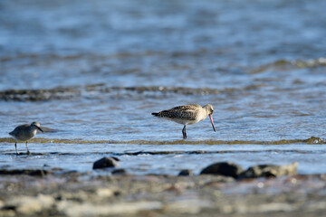 Pfuhlschnepfe im Herbst an der Ostsee	