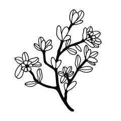Flowering branch of the Purslane plant. Vector stock illustration eps10.