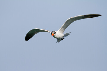 Reuzenstern; Caspian Tern; Sterna caspia