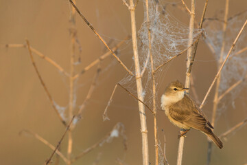 Kleine Spotvogel, Booted Warbler, Iduna caligata