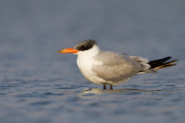 Reuzenstern; Caspian Tern; Sterna caspia