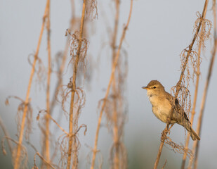 Kleine Spotvogel, Booted Warbler, Iduna caligata