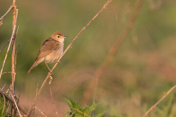 Kleine Spotvogel, Booted Warbler, Iduna caligata