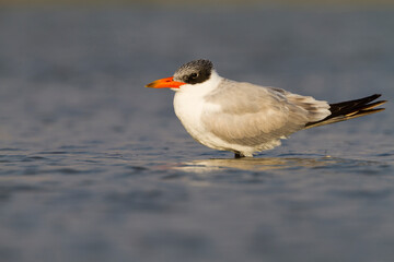 Reuzenstern, Caspian Tern, Hydroprogne caspia