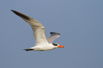Reuzenstern; Caspian Tern; Sterna caspia