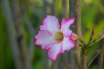 Selective focus pink and white Adenium obesum flower in a garden.Common names include Sabi star, kudu, mock azalea, impala lily and desert rose.