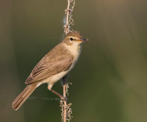 Kleine Spotvogel, Booted Warbler, Iduna caligata