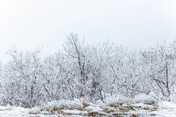 foggy landscape with snow, snow covered trees