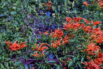 Selective focus  Flamevine flower Fire-cracker vine or Orange Trumpet flower in a garden.(Pyrostegia venusta)