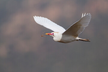 Koereiger, Cattle Egret, Bubulcus ibis