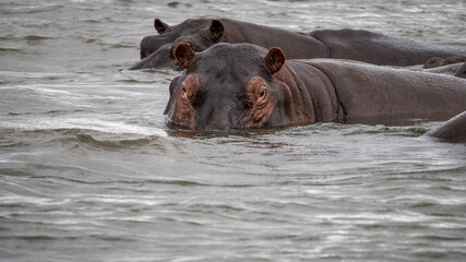 Fototapeta premium Flusspferde (Hippos) im Wasser des Sambesi Fluss zwischen Sambia und Simbabwe auf einer Fluss-Safari
