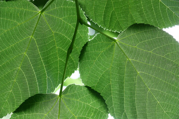 Fragments of four large fresh leaves of a linden from the back.
