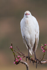 Koereiger, Cattle Egret, Bubulcus ibis