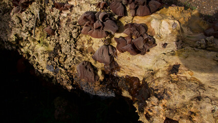 brown tree fungus known as auricularia or auricula-judae on rotting trunk