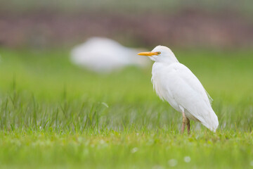 Koereiger, Cattle Egret, Bubulcus ibis