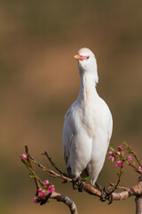Koereiger, Cattle Egret, Bubulcus ibis