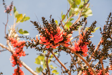 Beautiful Bastard Teak flower in blue sky background.(Butea monosperma)Common names include flame-of-the-forest,parrot tree or palash flower.