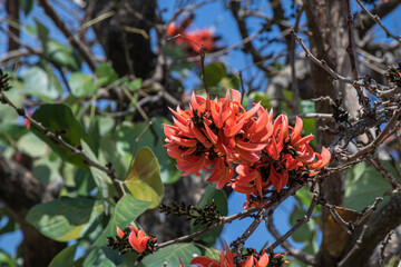 Beautiful Bastard Teak flower in blue sky background.(Butea monosperma)Common names include flame-of-the-forest,parrot tree or palash flower.