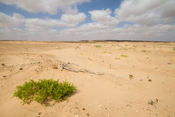 Landscape of central desert of Oman