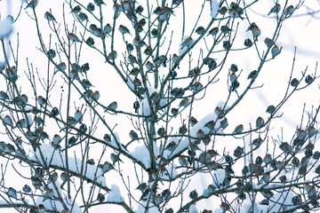 Keep, Brambling, Fringilla montifringilla