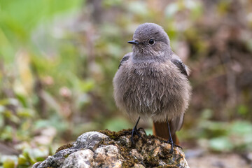Hausrotschwanz (Phoenicurus ochruros)