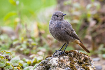 Hausrotschwanz (Phoenicurus ochruros) Weibchen